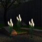 Dogtail Grass3