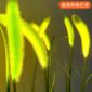Dogtail Grass4