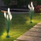 Dogtail Grass5