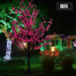 Willow tree2