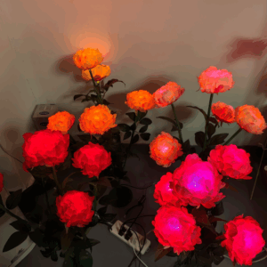 HYW-011131 5-head Peony Flower Ground Plug