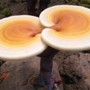 HYW-031022 Ganoderma