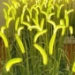 Dogtail Grass lamp 2