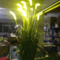 Dogtail Grass lamp 3