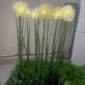 Green Onion lamp 2